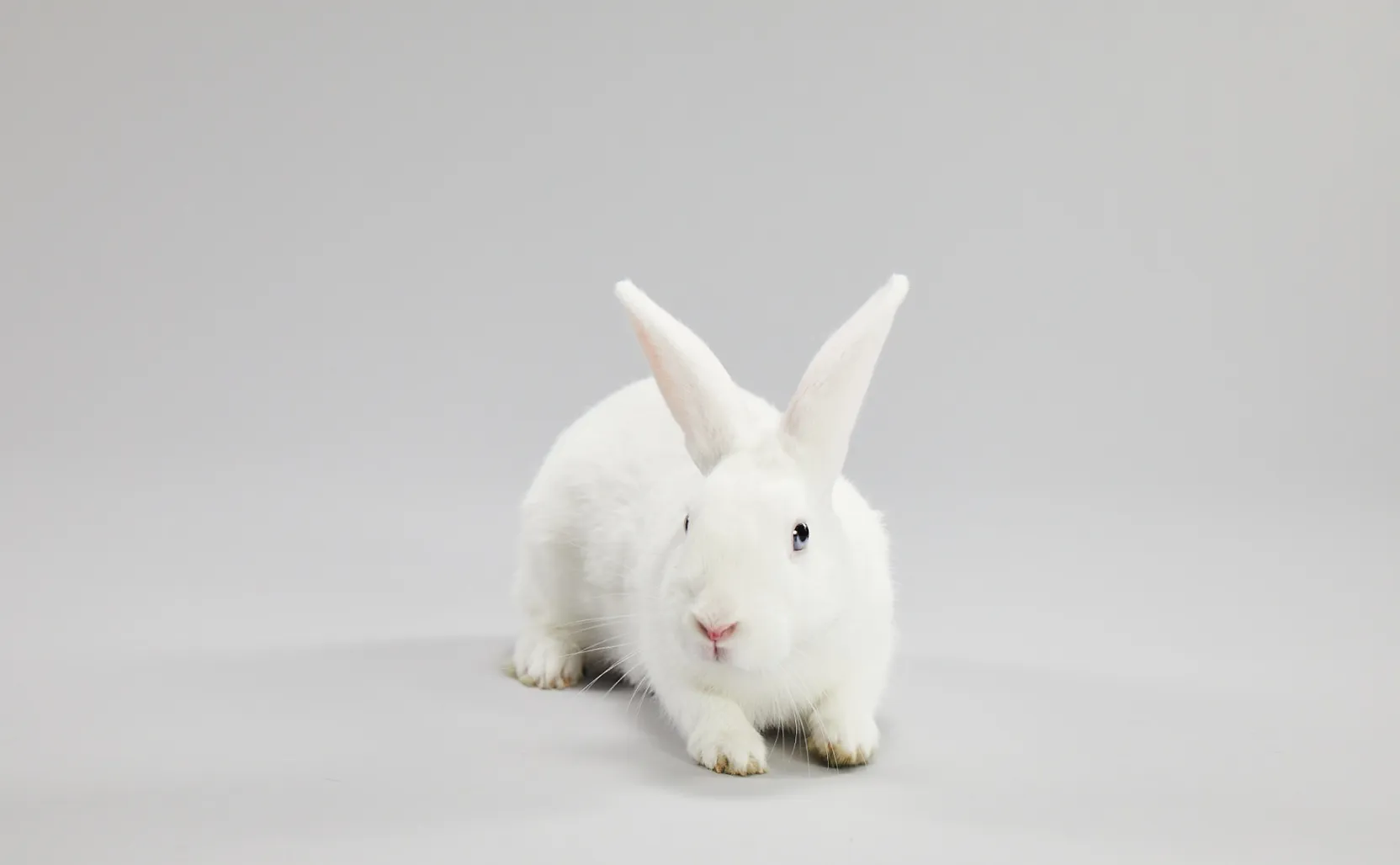 Places to adopt a bunny cheap near me