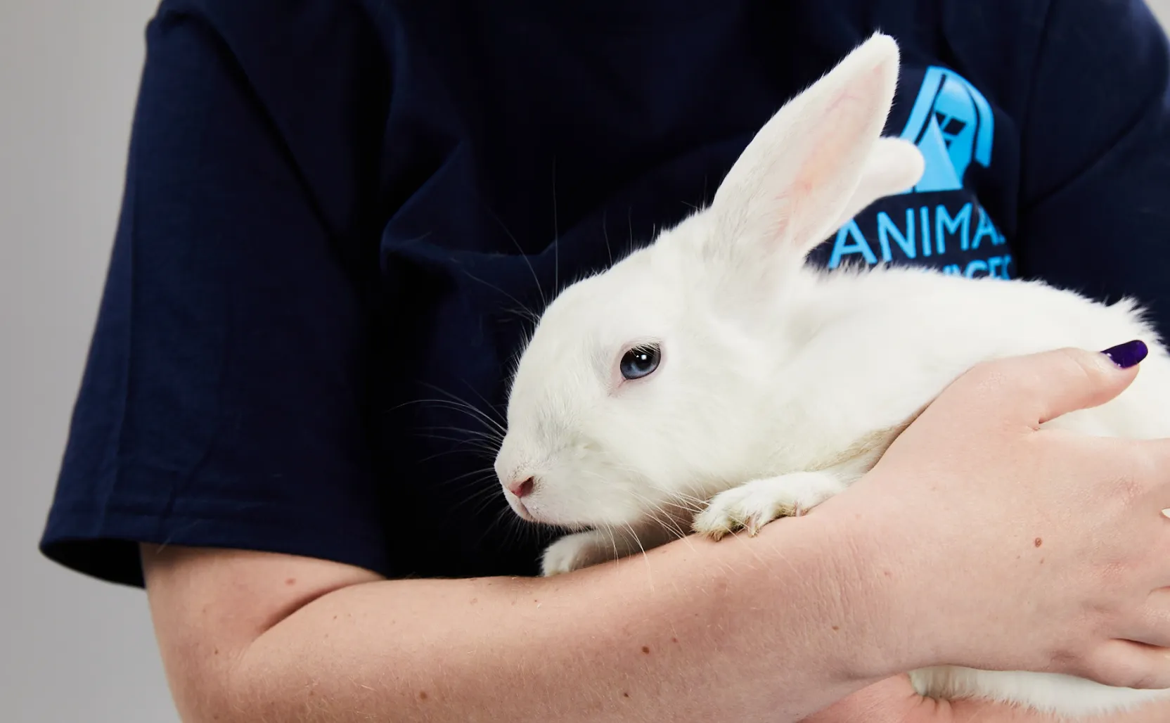 Rabbit spay hot sale clinic near me