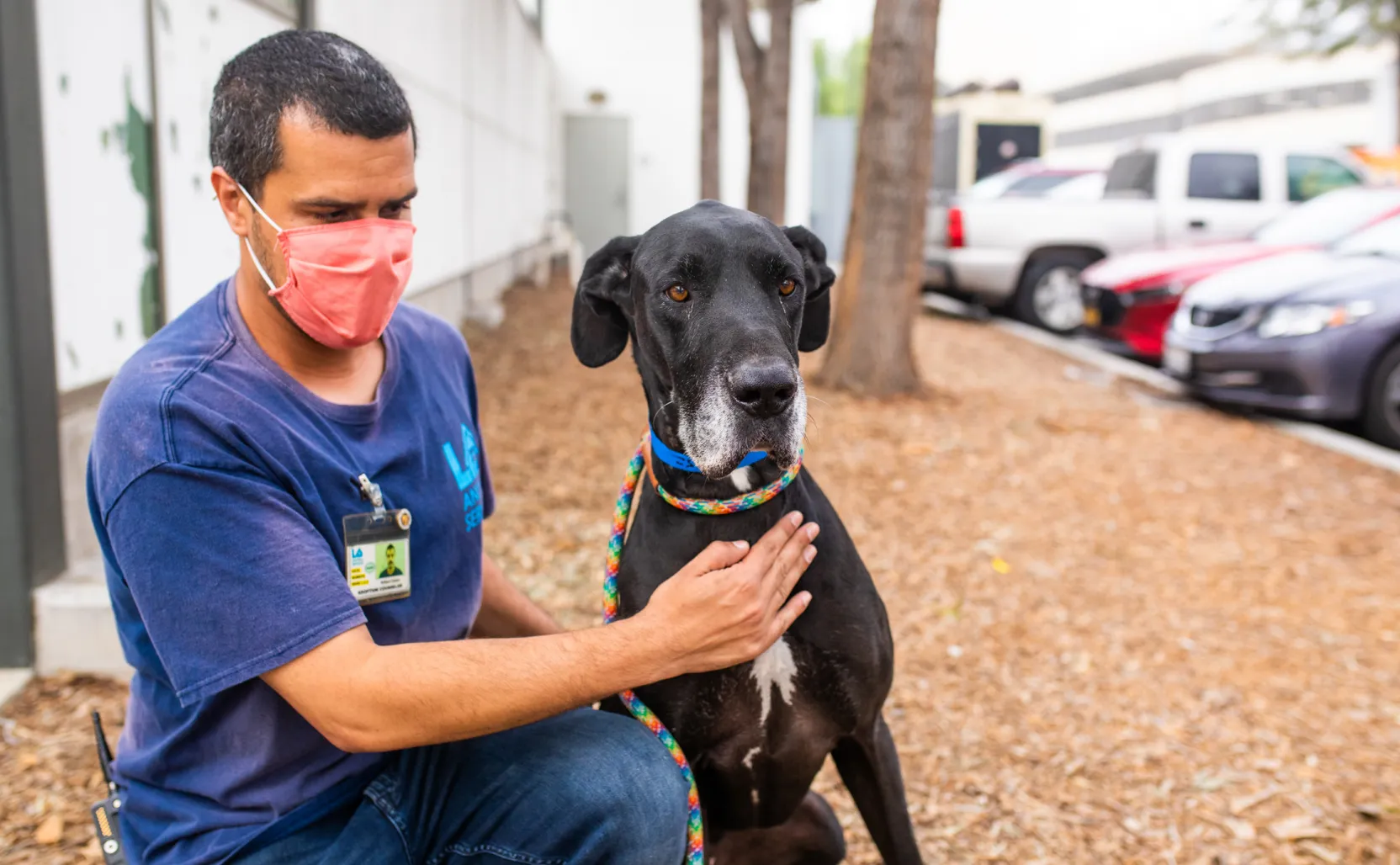 Walk in clearance dog vaccinations