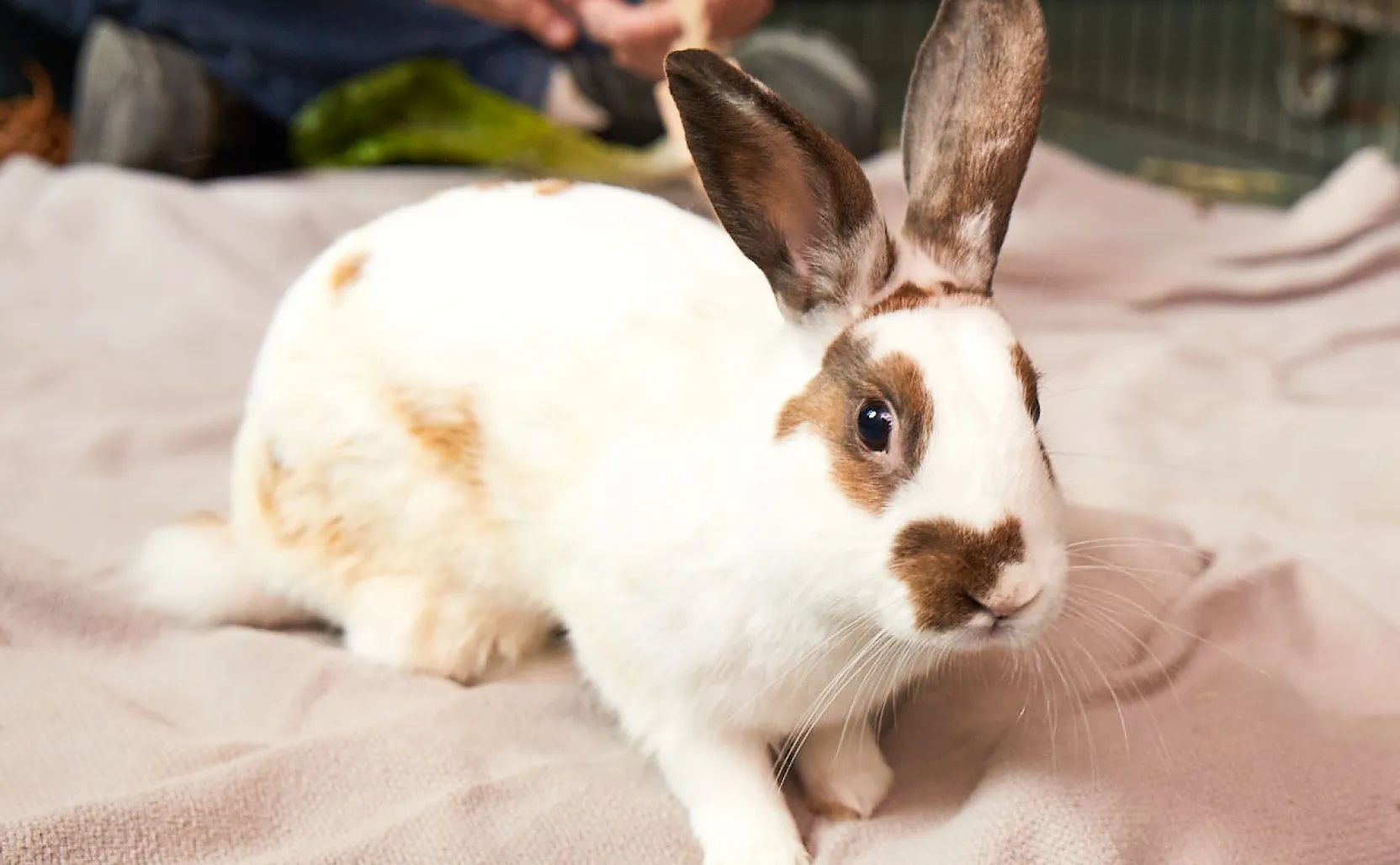 Rabbit fashion rehoming near me