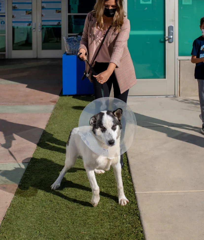 Dog_Dog with Cone on head_1448x1063.jpg