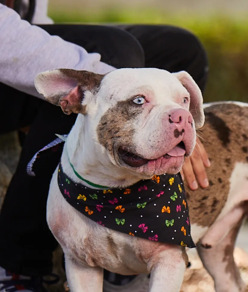 It was meant to be': Woman at animal shelter adopts dog wearing her late  pet's donated bandana