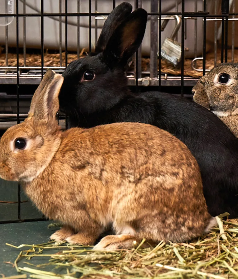 Californian best sale rabbit care