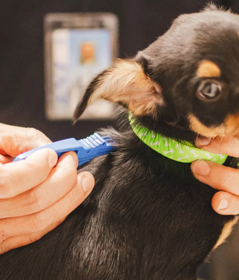 Track your dog on sale chip