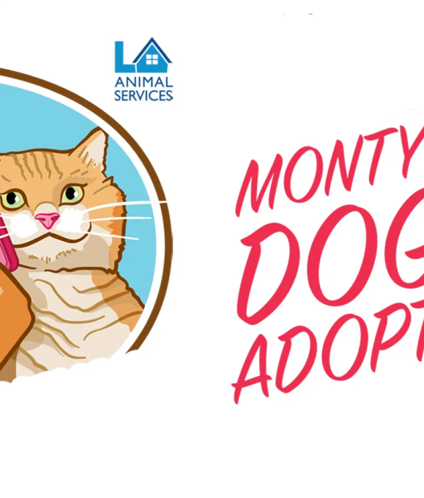 Pet sites for adoption