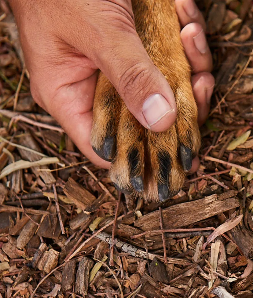 Pet sales remains disposal