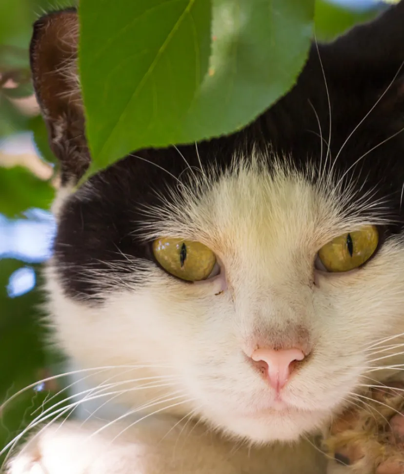 The Cat Trap Is Working' Online Group Shares Funny Cats Fitting