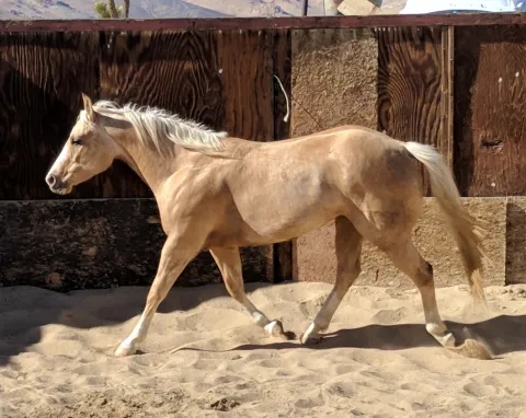 Equine License Photo